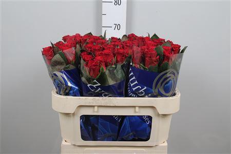 Rosa grootbloemig Red Tacazzi+