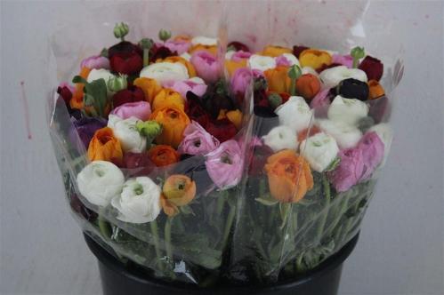 Ranunculus gemengd