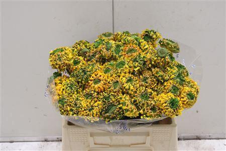 Ranunculus asiaticus Pon-Pon Merlino