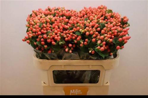 Hypericum x inodorum Magical Royal Princess