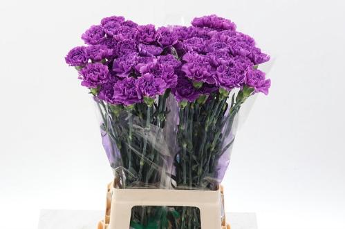 Dianthus standaard Florigene Moonlite