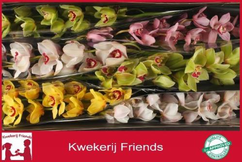 Cymbidium grootbloemig per tak gemengd