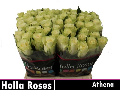 Rosa grootbloemig Athena