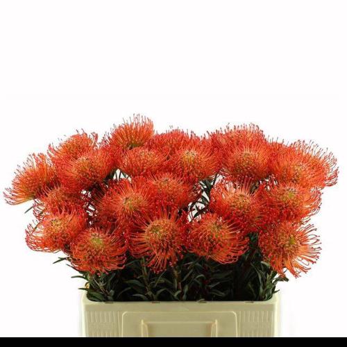 Leucospermum cordifolium 'Succession'