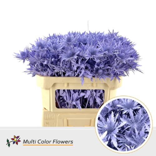 Eryngium alpinum kleurbehandeld H%