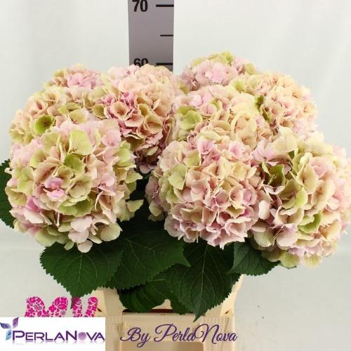 Hydrangea macrophylla 'Verena' (classic)