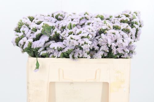 Limonium sinuatum overig