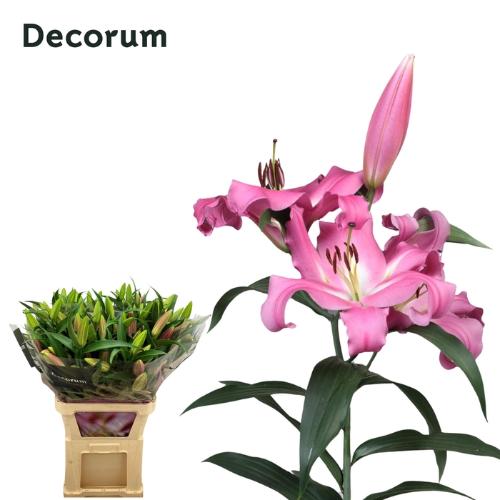 Lilium (OT-hybrids Grp) 'Batavia'