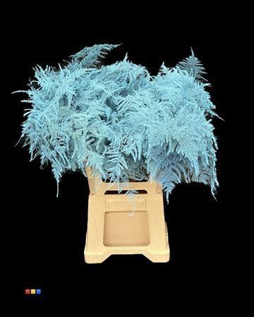 Asparagus overig kleurbehandeld H%