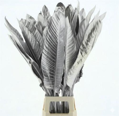 Strelitzia reginae (blad)