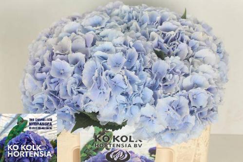 Hydrangea macrophylla 'Verena' (blauw)