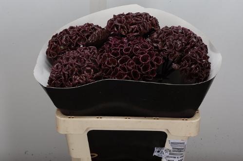 Hydrangea overig kleurbehandeld H%