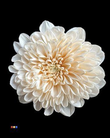 Chrysanthemum Indicum Grp tros kas kleurbehandeld H%