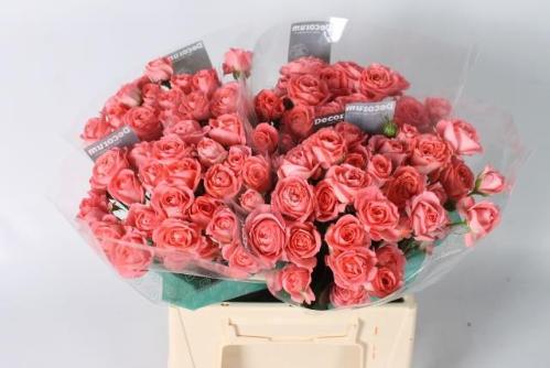 Rosa tros Femke