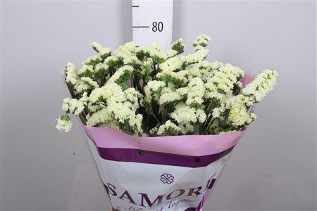 Limonium sinuatum Yellow Sun Birds