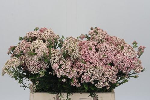 Ozothamnus 'Cooks Tall Pink'