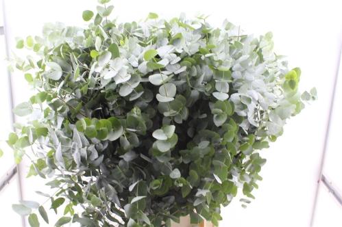 Eucalyptus cinerea