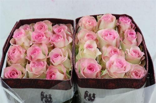 Rosa grootbloemig Swan+