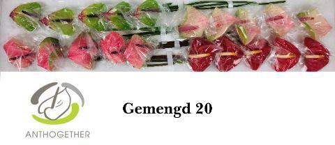 Anthurium Andreanum Grp Love Collectie