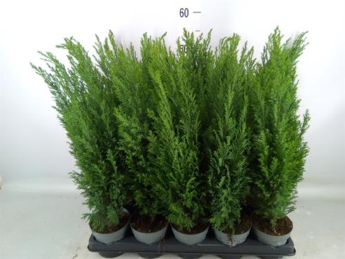 Chamaecyparis lawsoniana 'Ellwoodii'