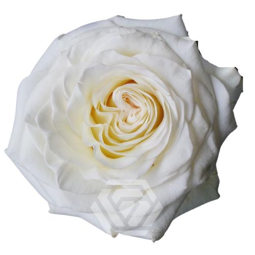 Rosa grootbloemig overig