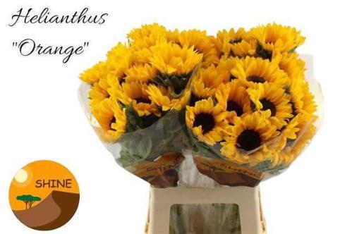 Helianthus annuus 'Orange Fire'