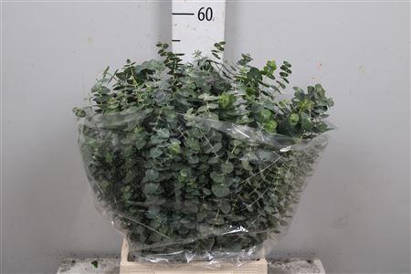 Eucalyptus per bos 'Baby Blue'