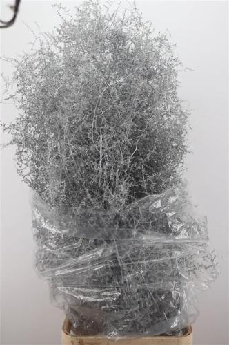 Asparagus overig kleurbehandeld H%