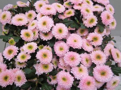 Chrysanthemum Indicum Grp tros kas kleurbehandeld H%