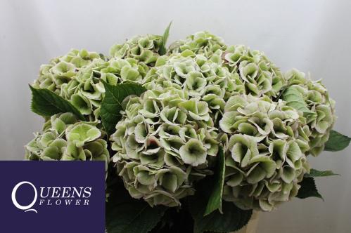 Hydrangea macrophylla Royal Love (classic)