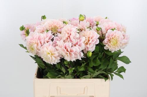 Dahlia (Decorative Grp) 'Sweet Nathalie'