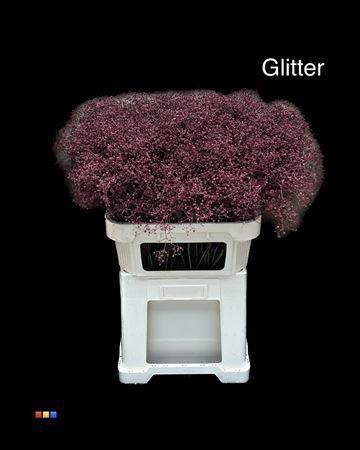 Gypsophila overig kleurbehandeld H%