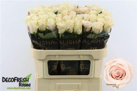 Rosa grootbloemig Pomarosa