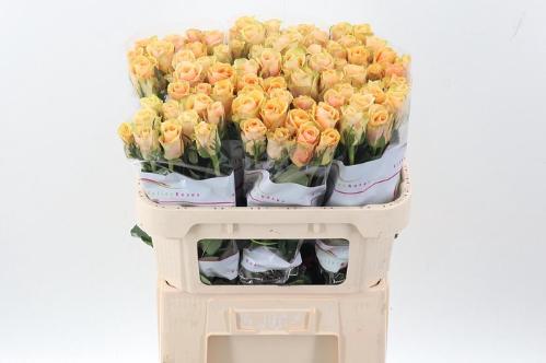 Rosa grootbloemig Avatar