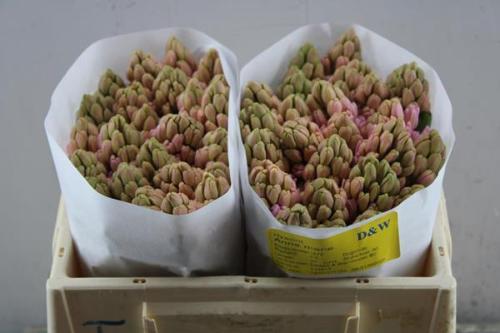 Hyacinthus orientalis 'Anna Marie'