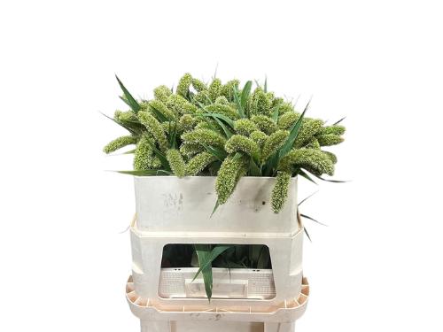 Setaria italica 'Volle Melk'