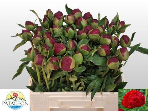 Paeonia 'Christmas Velvet'