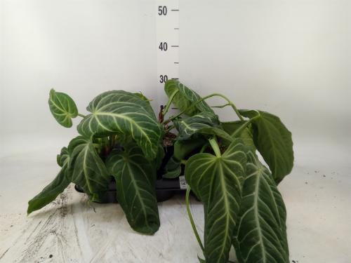 Overig planten 6%