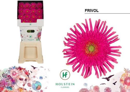 Gerbera grootbloemig krulvormig Gerpasta Frivol