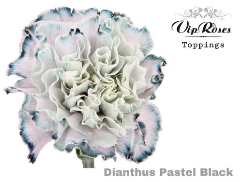 Dianthus standaard kleurbehandeld H%