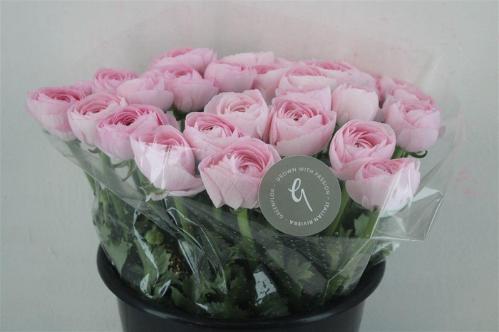 Ranunculus asiaticus Succes Hanoi