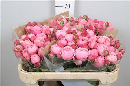 Rosa tros Silva Pink+