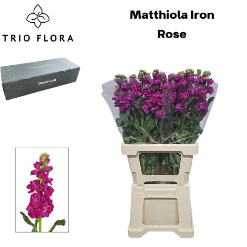 Matthiola incana 'Iron Rose'