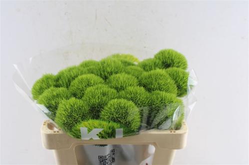 Dianthus barbatus Kiwi Mellow