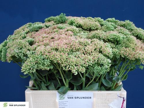 Sedum 'Herbstfreude'
