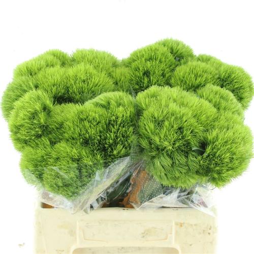 Dianthus barbatus Kiwi Mellow