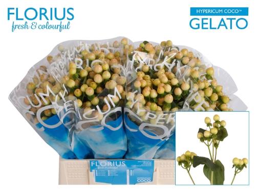 Hypericum Coco Gelato