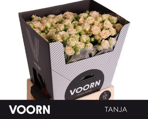 Rosa tros Tanja