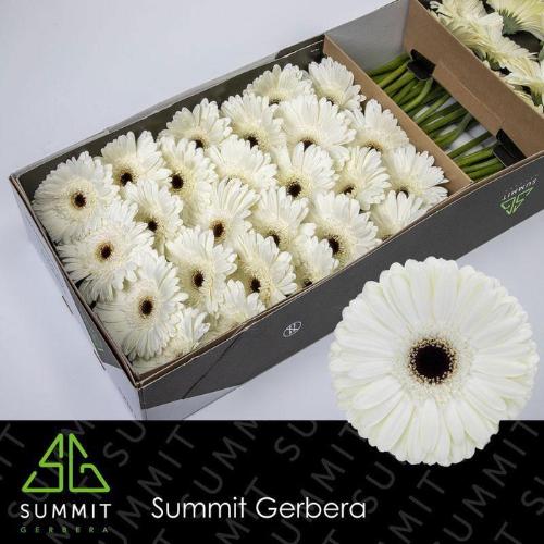 Gerbera grootbloemig Owen+