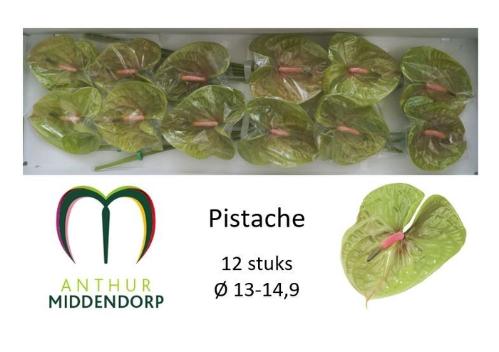 Anthurium Andreanum Grp Pistache